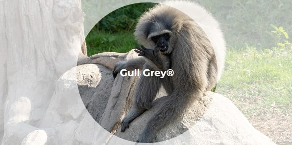 Gull Grey.jpg